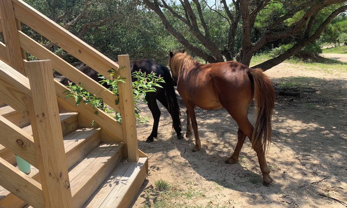 Carova Beach House | Sandy Adventures! Third row from the ocean! Wild Horses roam the area- Carova