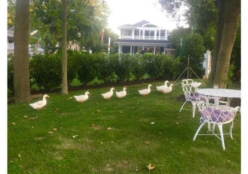 Spring Lake Hotel | Walden on the Pond