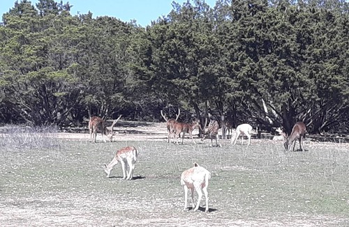 Hamilton House | 800 acre infested with wildlife !