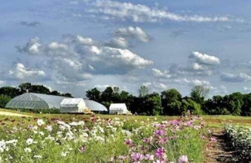 Spring Hill RV Rental | Allenbrooke Farms Glamping Tent 2