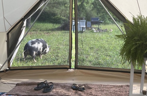 Ringgold Other | Bell Tent Farm Stay for Animal Lovers w/heat