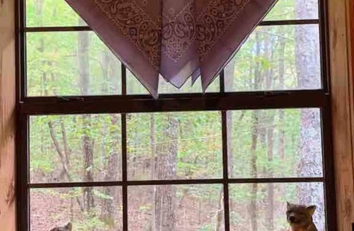 Mentone House | June DEALS+Cabin+HotTub+Pet+GR8Coffee+NEW Bath+FirePit