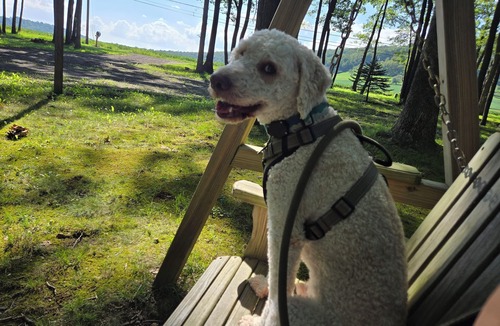 Friendsville House | Pup Paradise near Wisp & Deep Creek Lake- Firepit, Pool, Gym, King Bed, Dogs-ok