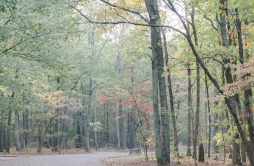 Brownsboro RV Rental | Site #39 Standard King Safari