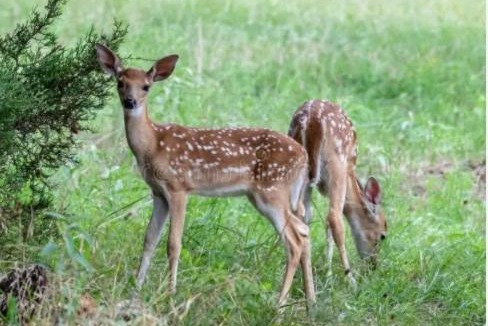Woodstock House | Tall Pines Retreat, Dogs OK, 15 miles to LakePoint