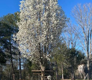 Madisonville House | Willow Tree cabin