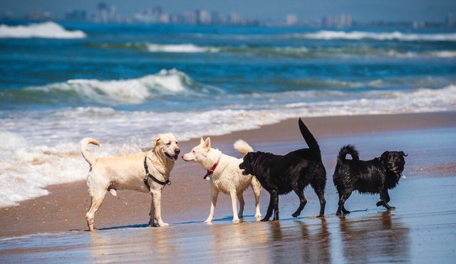 0.5 mile to beach 5 Belmar Badges included. Dog Friendly. Easy parking