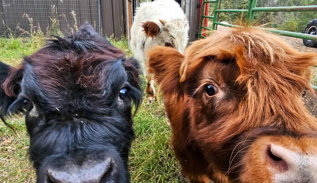 Mini Moo Mountain Retreat – Stay with the Minis!