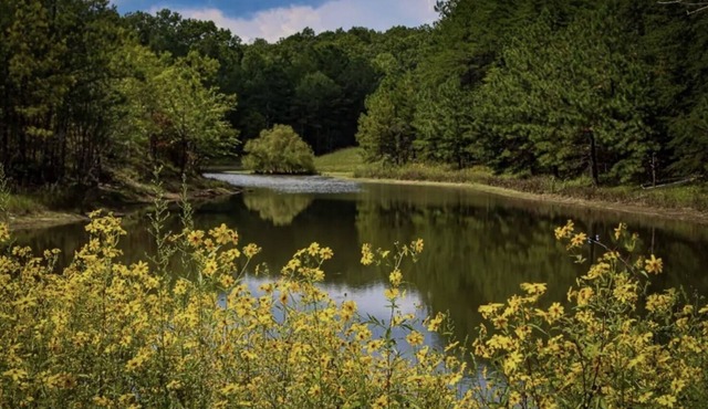 Secluded Cabin on 3 acres l Porch, Fishing, Wildlife, Pond + Kayak