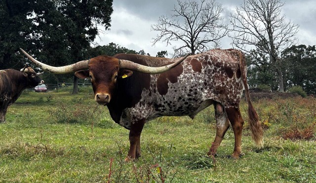 Texas Longhorn Ranch-Private Cabin-Pasture Views in Licking