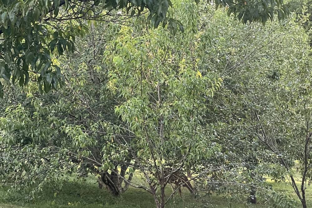 Photo of Outdoor in Dickel