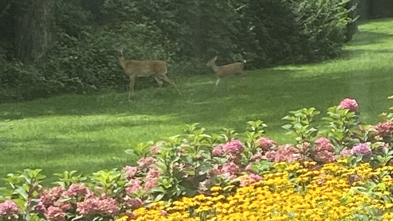 Photo of Outdoor in Bluemont
