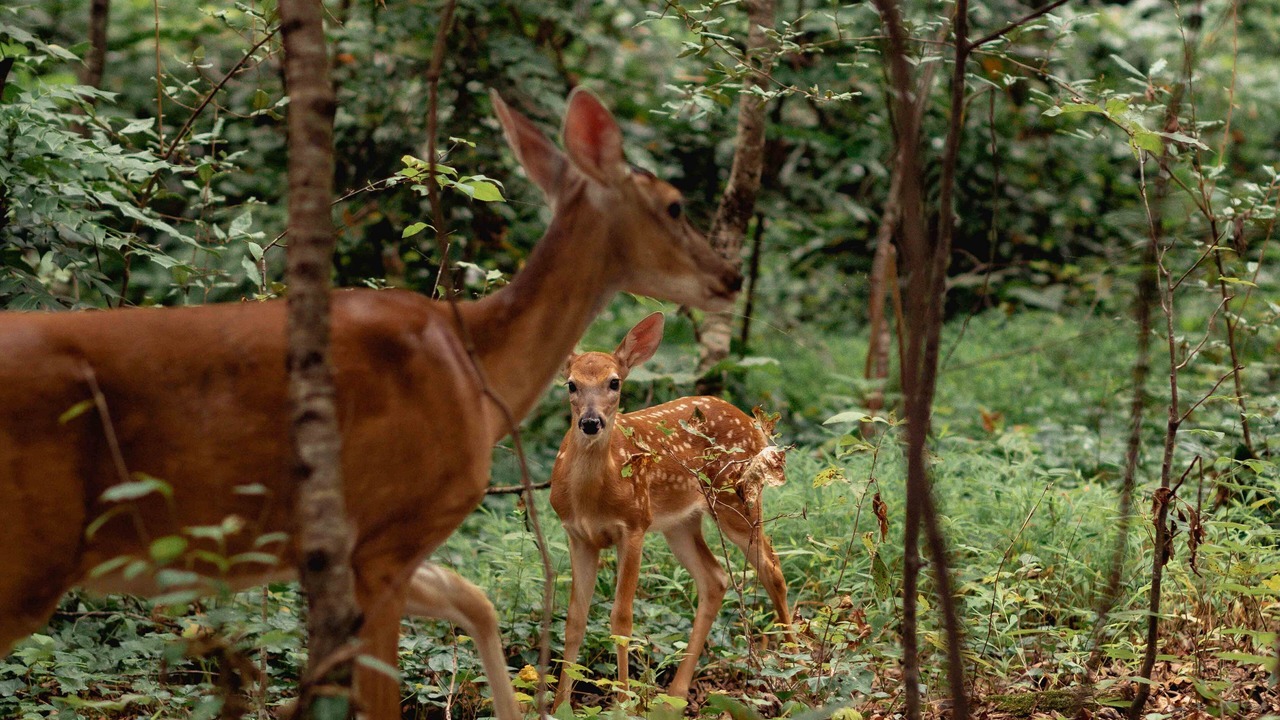 Photo of Outdoor in Mountain Park