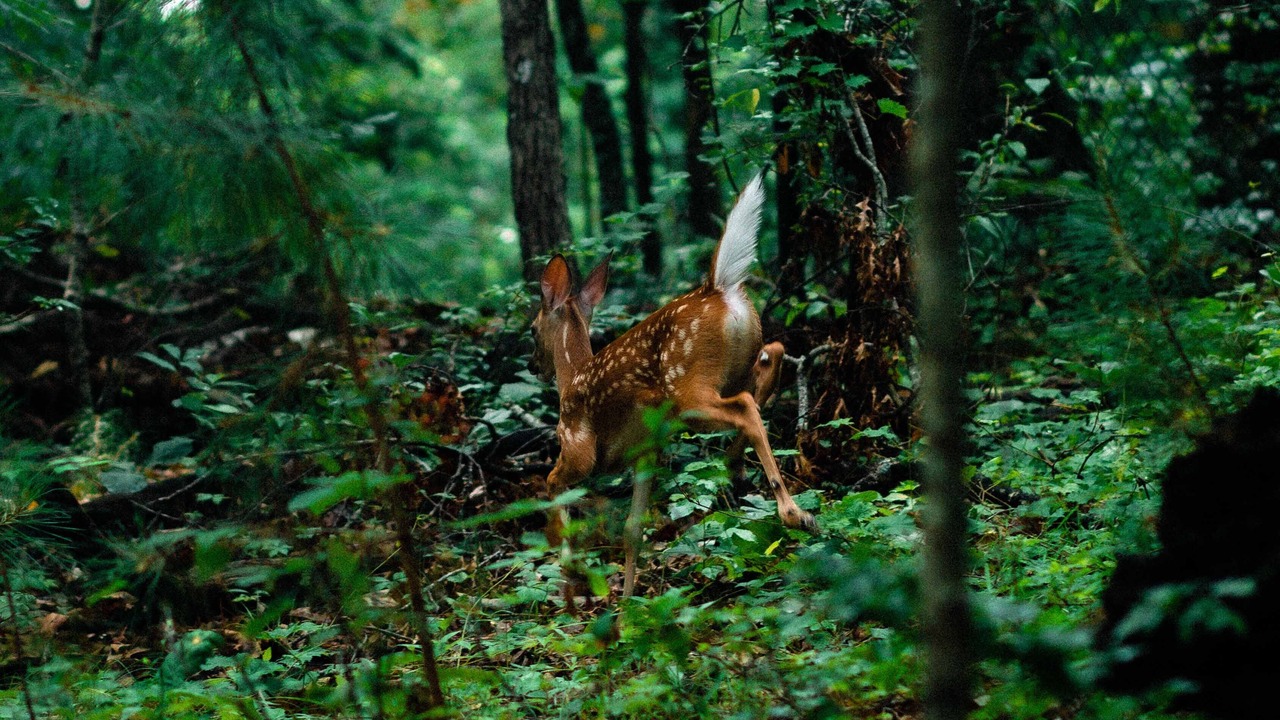 Photo of Outdoor in Mountain Park