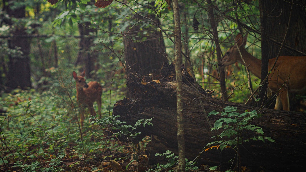 Photo of Outdoor in Mountain Park