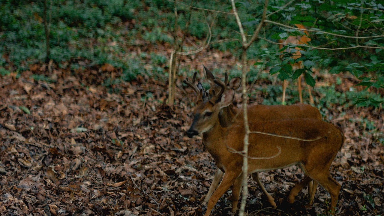 Photo of Outdoor in Mountain Park