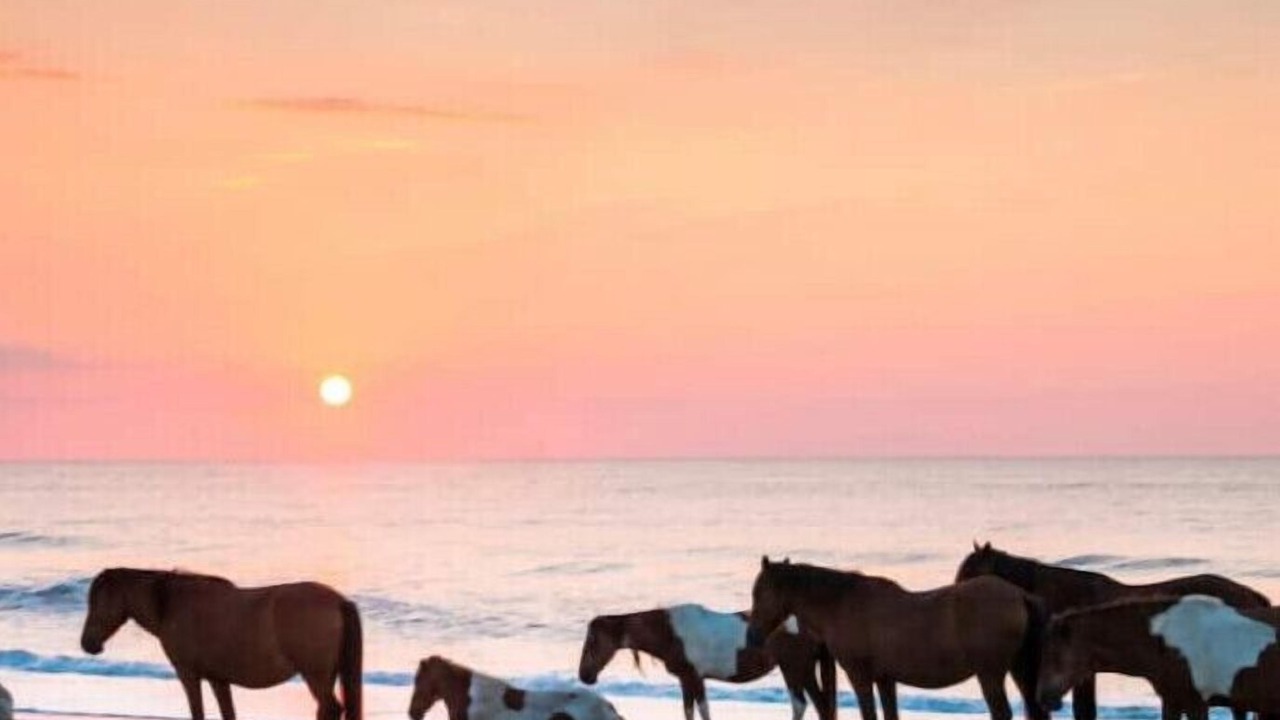 Photo of Others in Ocean Pines