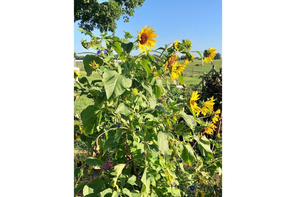 Photo of Outdoor in Lafayette County