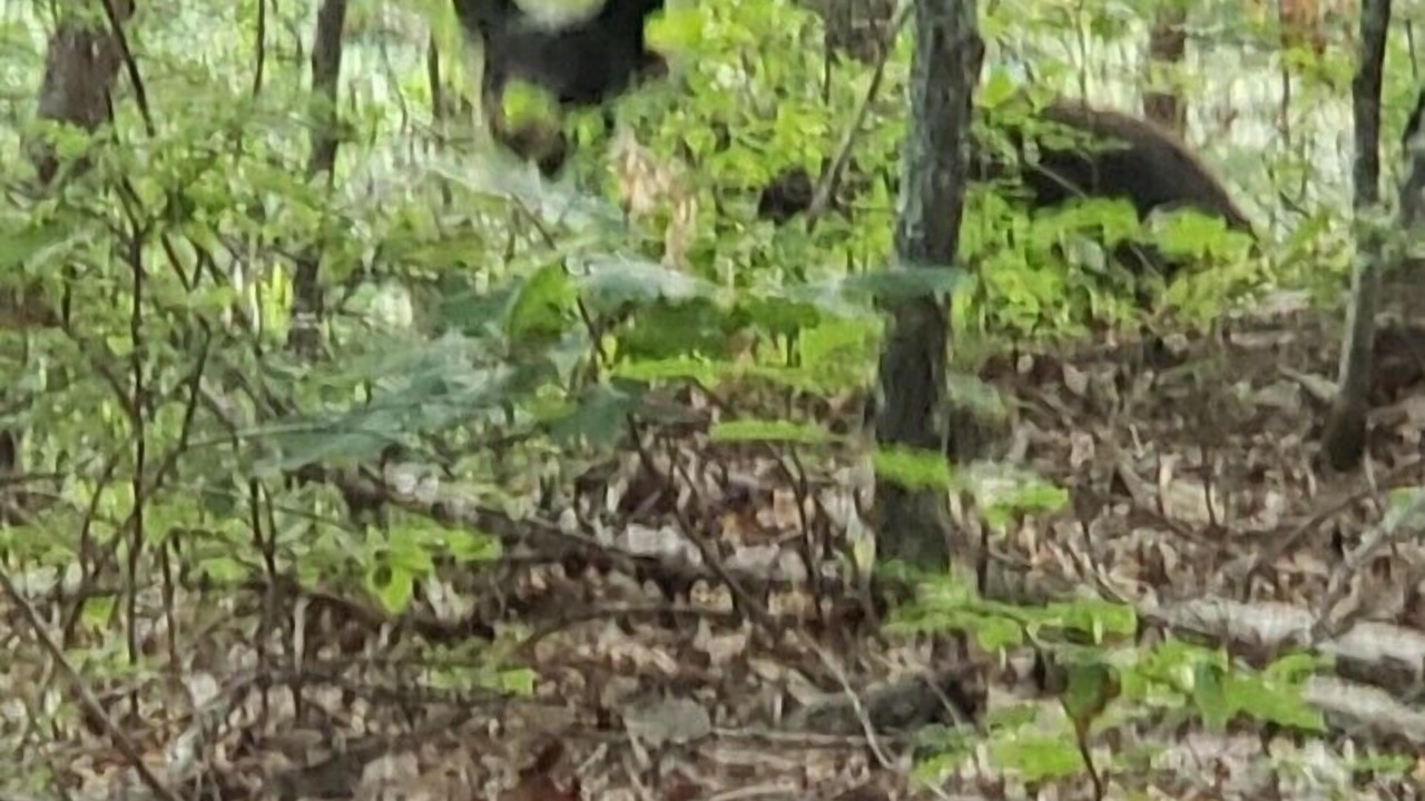 Photo of Outdoor in Caton