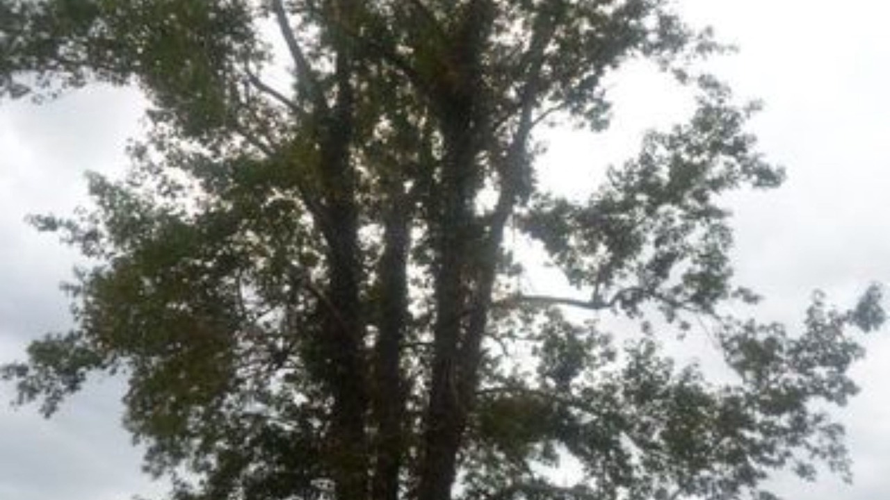 Photo of Others in Sunbury