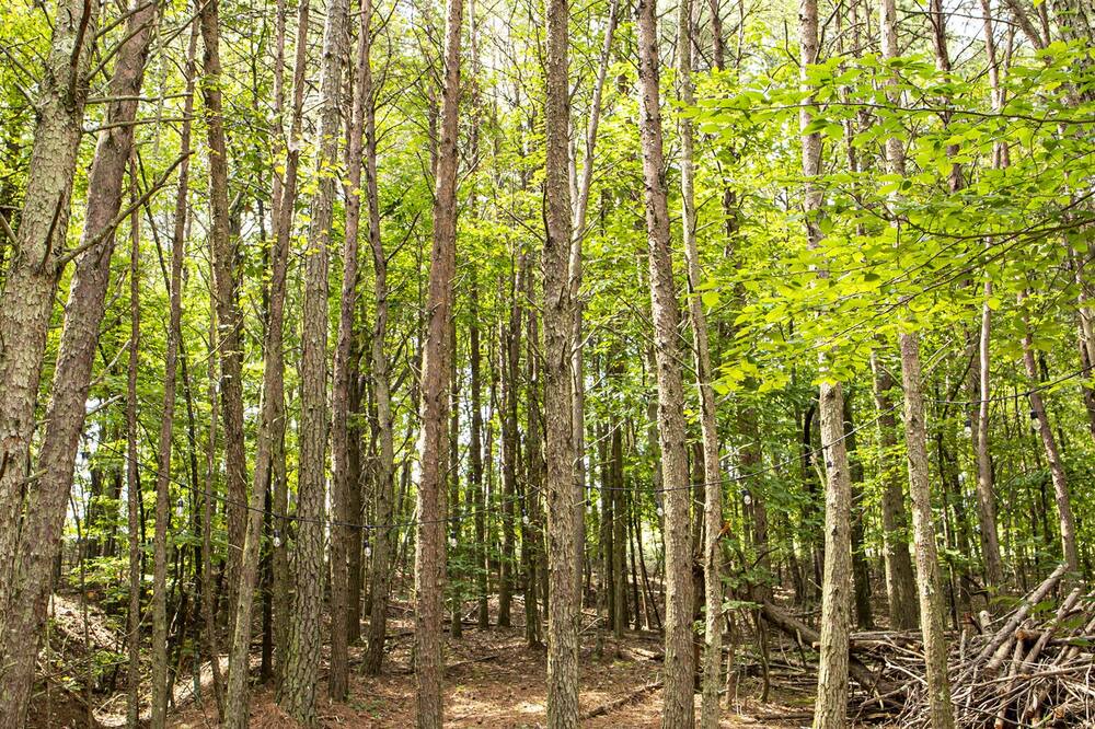 Photo of Outdoor in Coosa