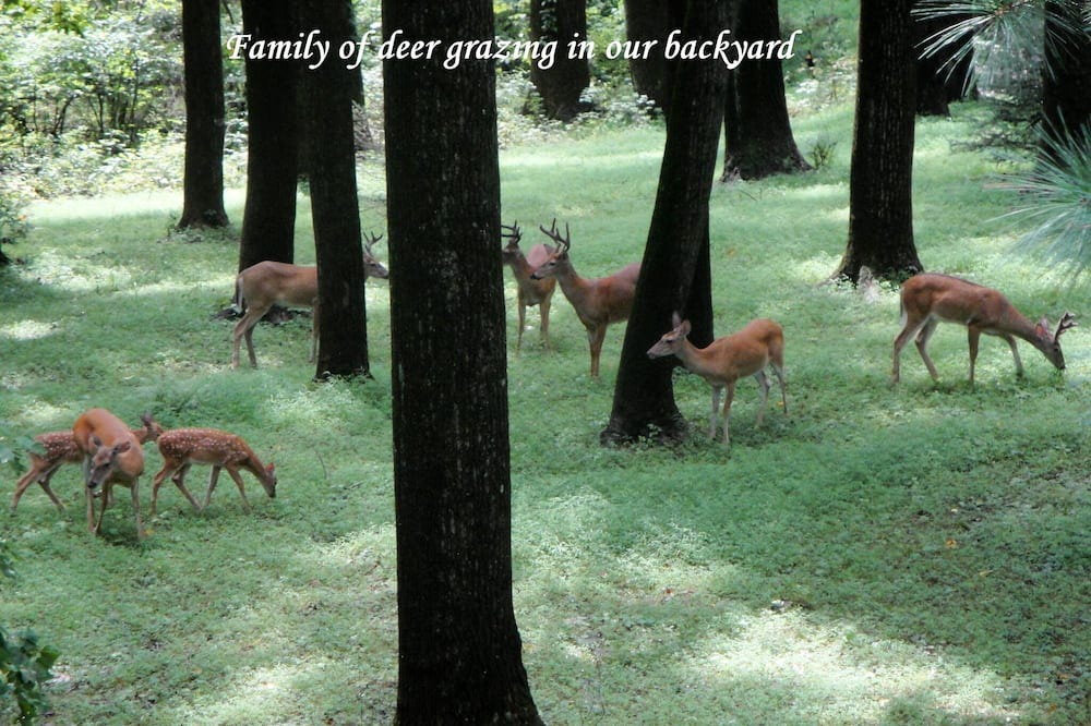 Photo of Outdoor in Glen Arm