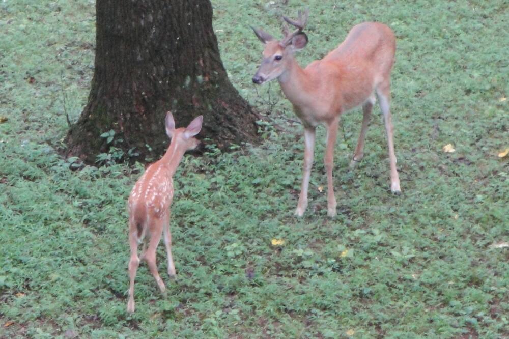 Photo of Outdoor in Glen Arm