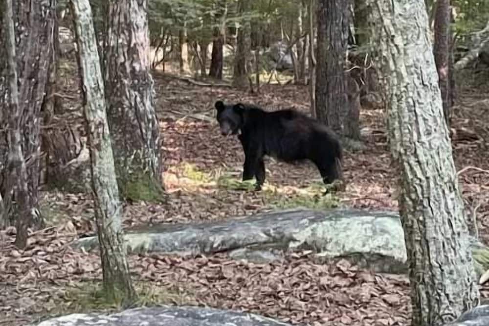 Photo of Others in Mentone