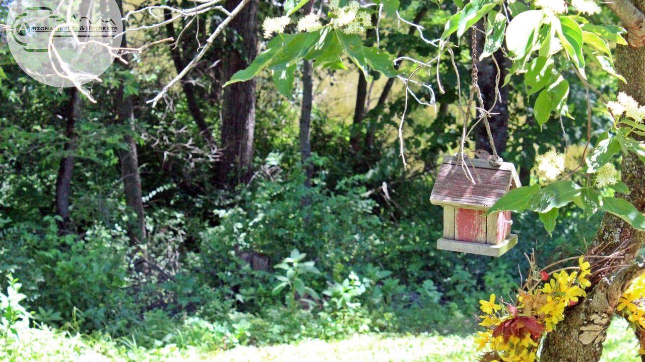 Photo of Outdoor in Viola
