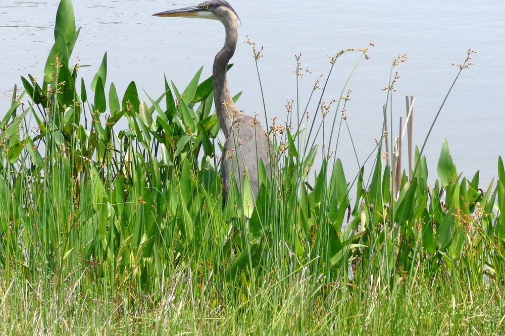 Photo of Others in Villages of Five Points