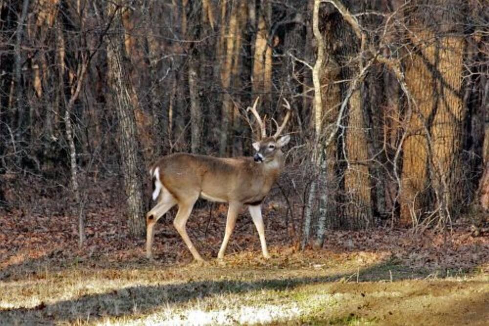 Photo of Outdoor in Huntsville