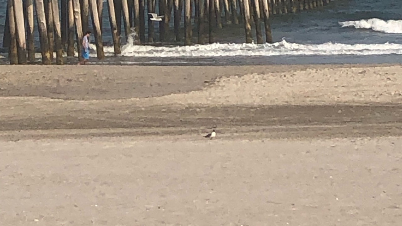 Photo of Others in Ventnor City