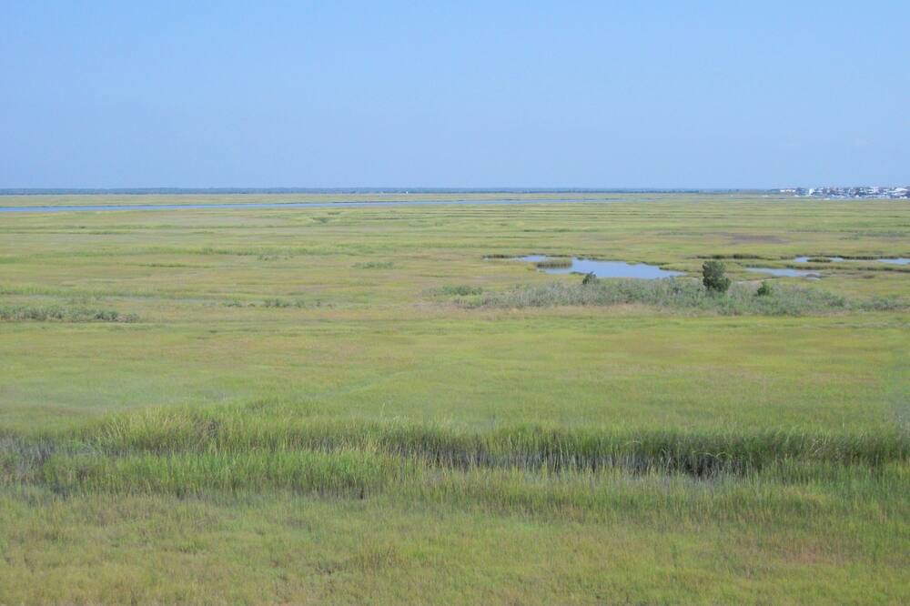 Photo of Others in Townsend's Inlet