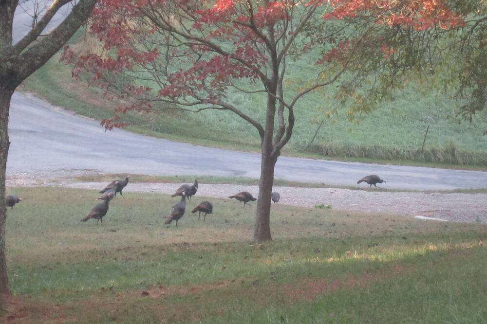 Photo of Others in Mountain City