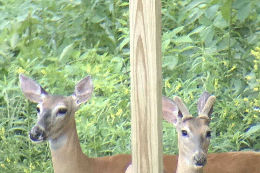 Photo of Others in Pilot Grove