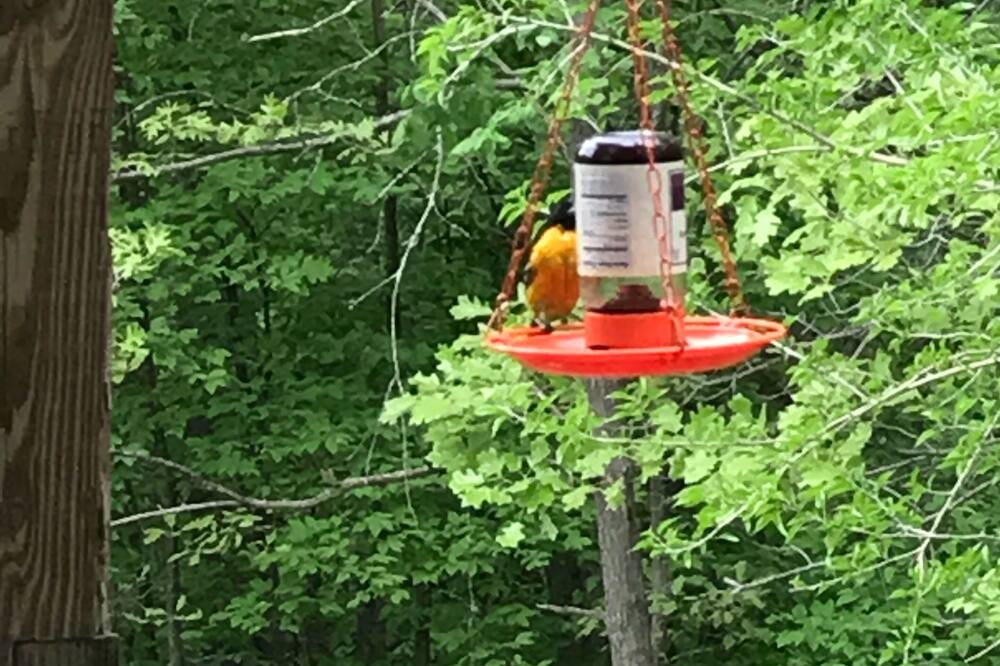 Photo of Outdoor in Pilot Grove
