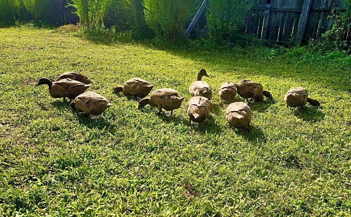 Photo of Others in Wake County