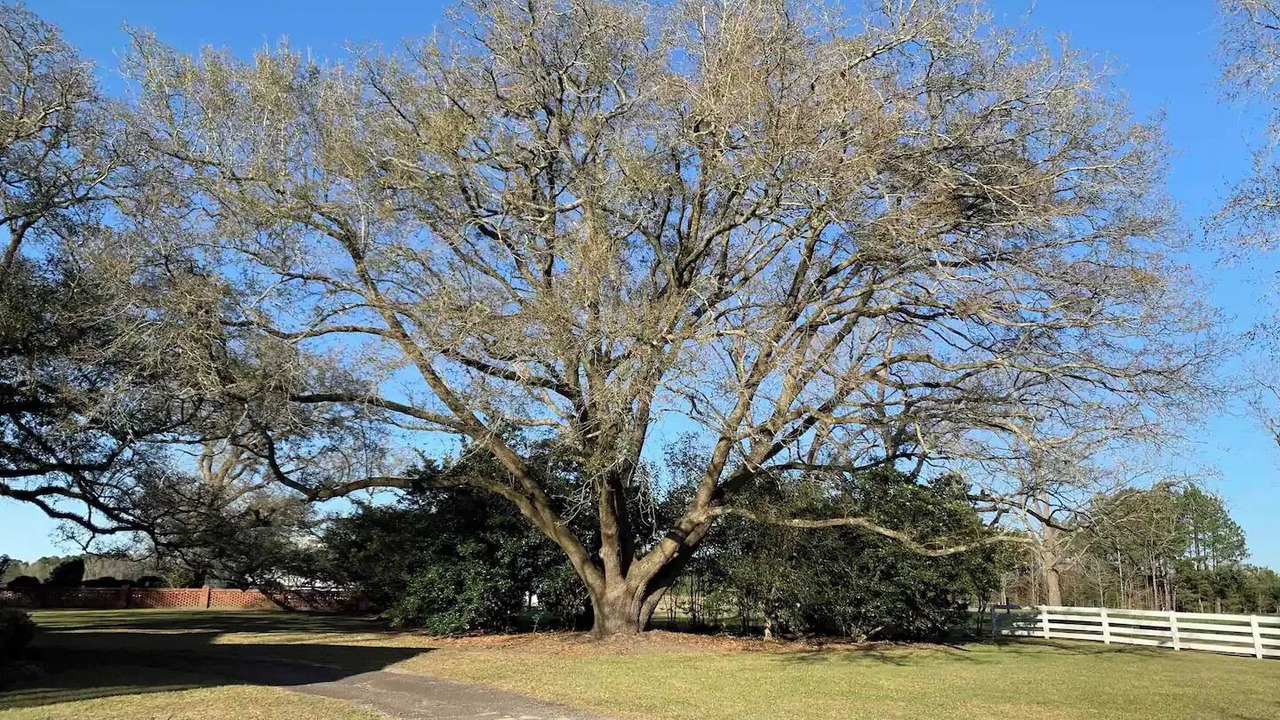 Photo of Outdoor in Williamsburg County