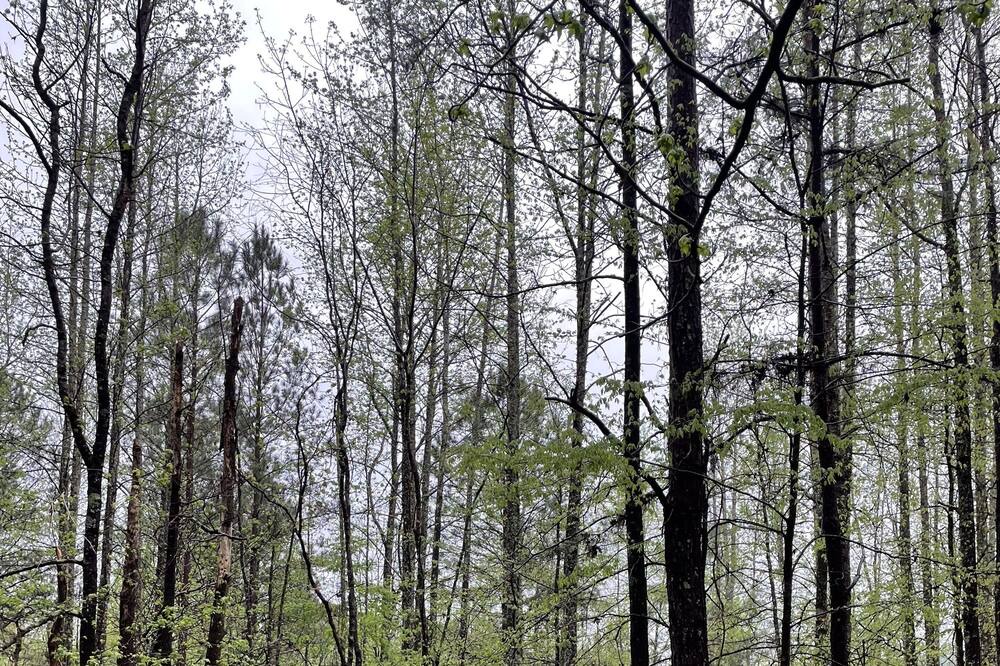 Photo of Others in Summerville