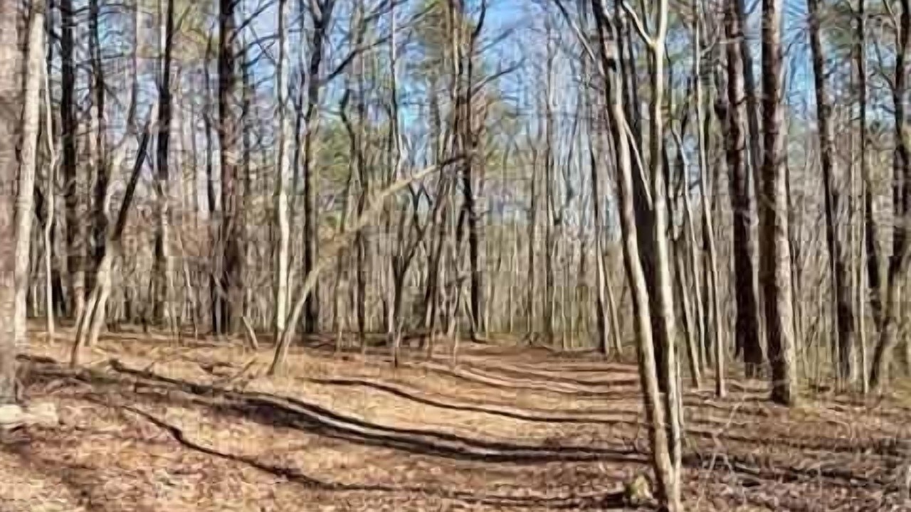 Photo of Others in Mentone