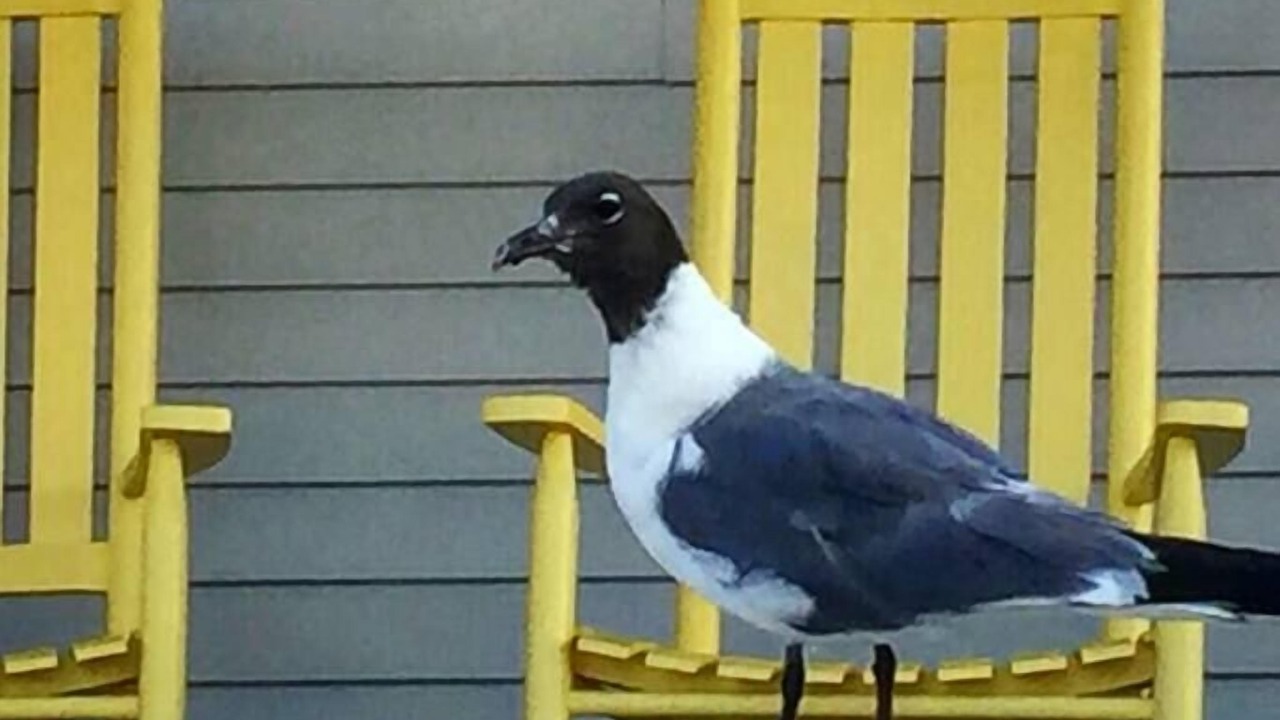 Photo of Others in North Wildwood