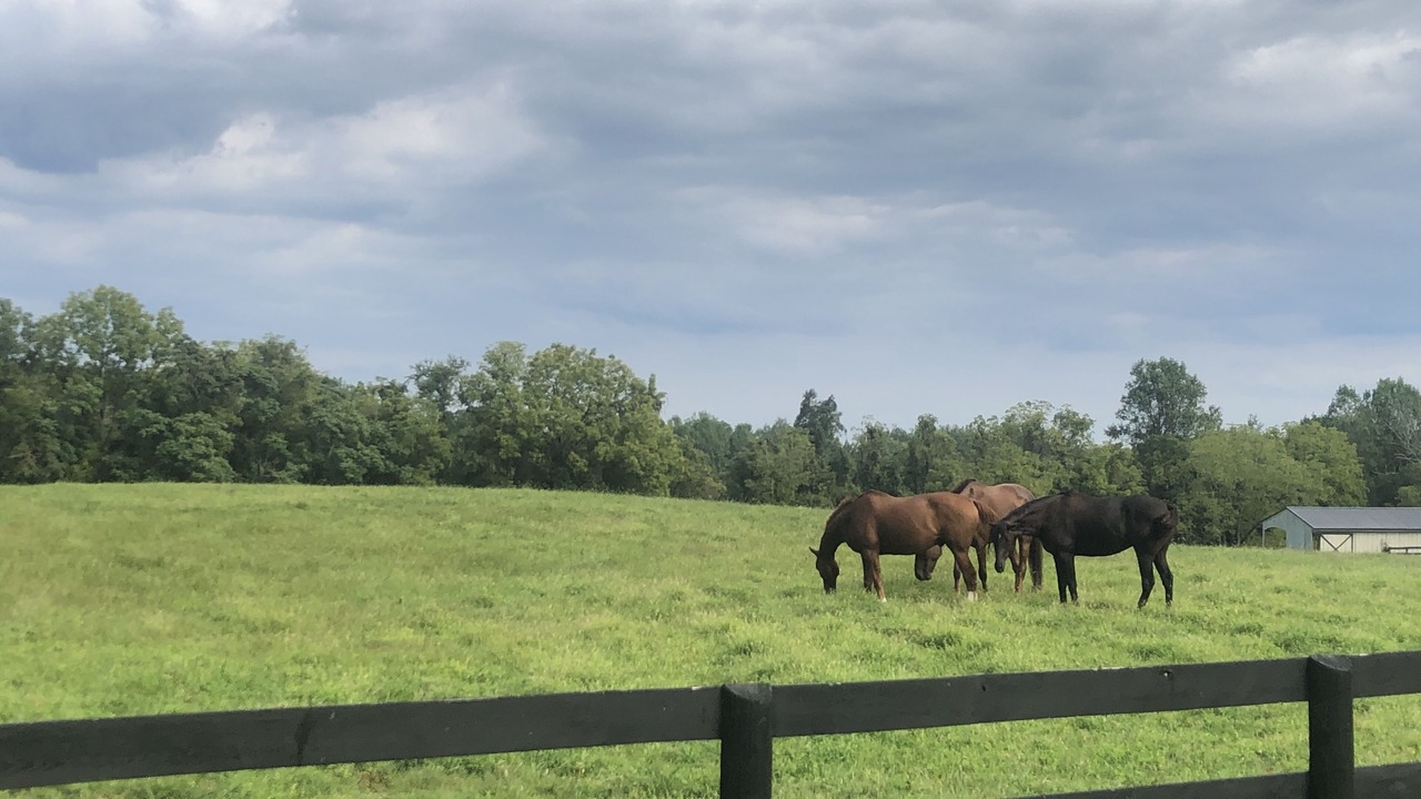 Photo of Others in Middleburg