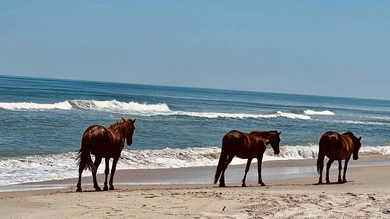 Photo of Others in Corolla Light