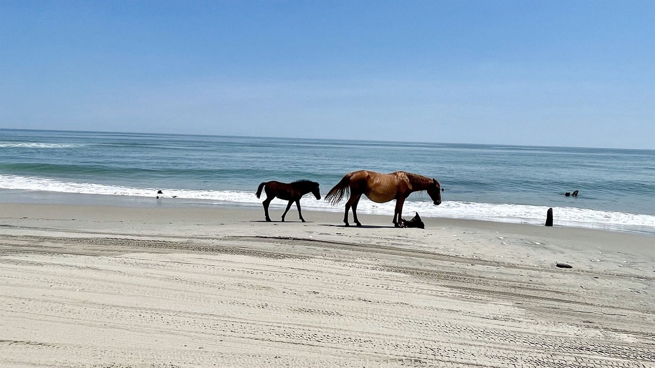 Photo of Others in Corolla Light