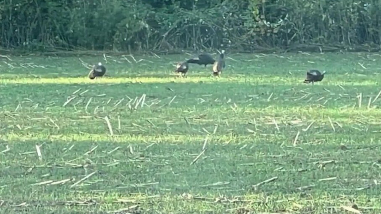 Photo of Others in Spring Valley