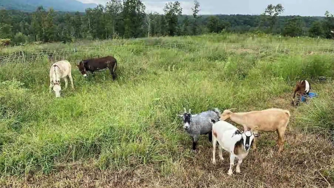 Photo of Others in Trion
