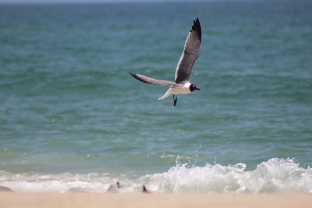 Photo of Others in Tuckerton Beach