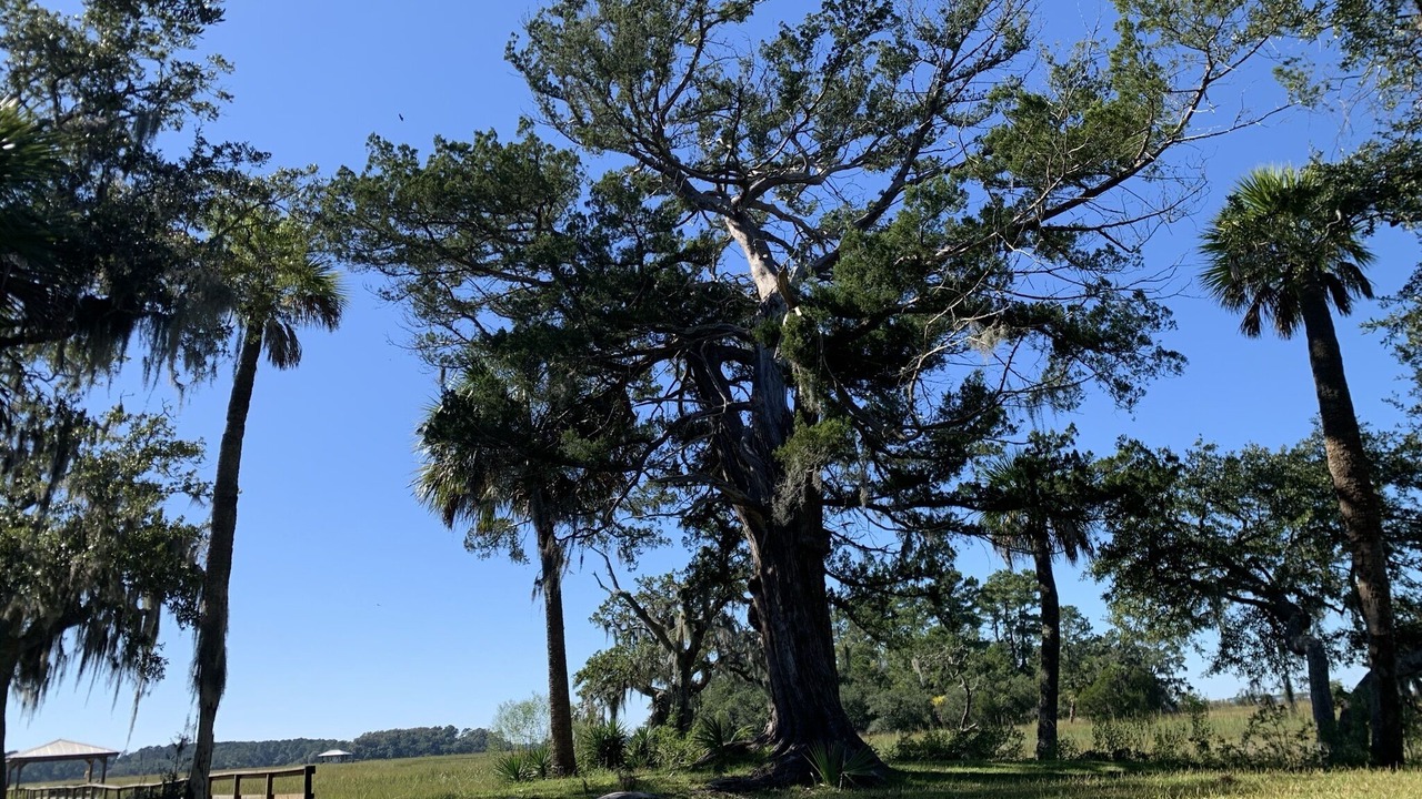 Photo of Outdoor in Edisto Island
