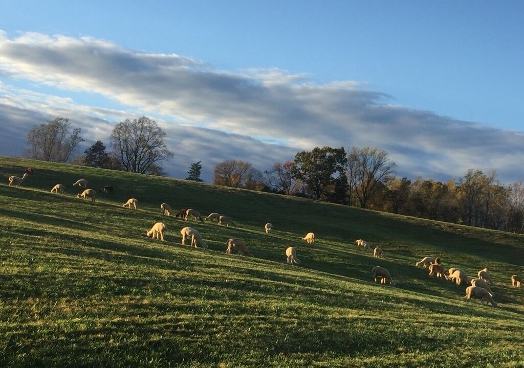 Photo of Others in Marshall