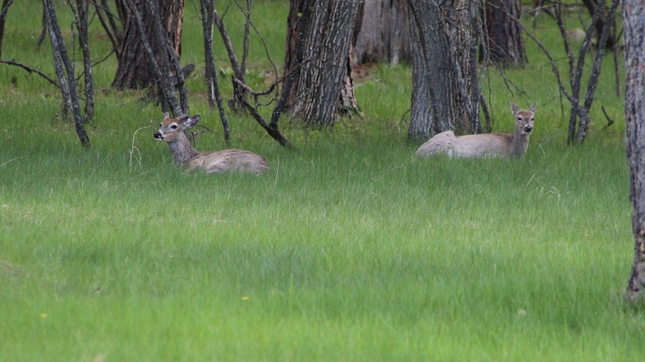 Photo of Outdoor in Sturgis
